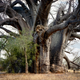 Illustration for article titled The Oldest Living Trees in the World